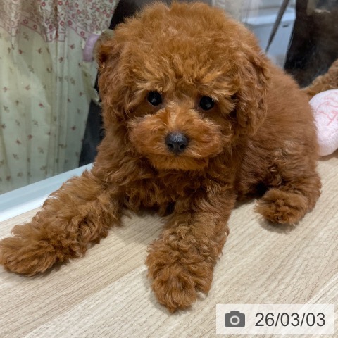 兵庫県のトイプードル(トイ) (ペットプラス 神戸三宮店/2025年12月17日生まれ/男の子/レッドフォーン)の子犬の4枚目の画像