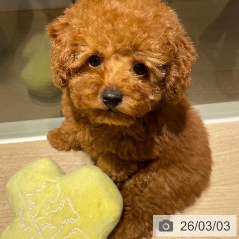 兵庫県のトイプードル(トイ) (ペットプラス 神戸三宮店/2025年12月17日生まれ/男の子/レッドフォーン)の子犬の3枚目の画像