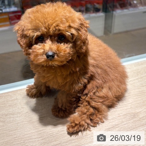 兵庫県のトイプードル(トイ) (ペットプラス 姫路大津店/2025年12月17日生まれ/男の子/レッドフォーン)の子犬の3枚目の画像