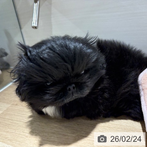 兵庫県のペキニーズ (ペットプラス 神戸三宮店/2025年12月21日生まれ/男の子/ブラック)の子犬の4枚目の画像
