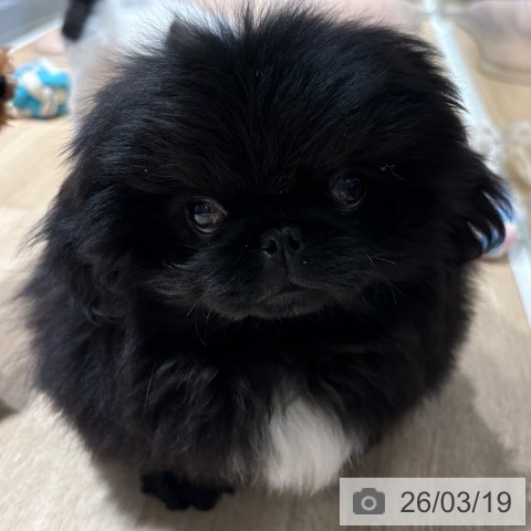 大阪府のペキニーズ (ペットプラス りんくう泉南店/2025年12月21日生まれ/男の子/ブラック)の子犬の4枚目の画像