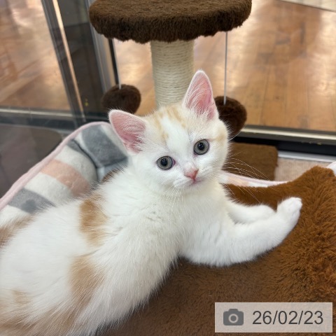 スコティッシュフォールドの写真