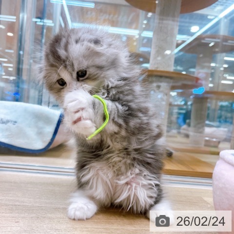 大阪府のスコティッシュフォールド (ペットプラス イオン大日店/2025年12月23日生まれ/男の子/シルバータビーホワイト)の子猫の3枚目の画像