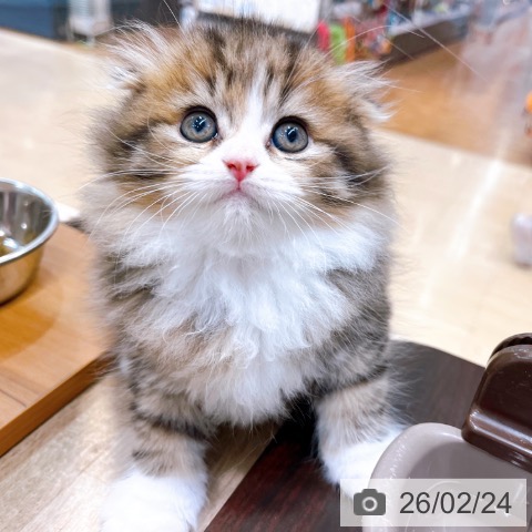 大阪府のスコティッシュフォールド (ペットプラス イオン大日店/2025年12月24日生まれ/男の子/ブラウンタビーホワイト)の子猫の4枚目の画像