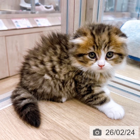 大阪府のスコティッシュフォールド (ペットプラス イオン大日店/2025年12月24日生まれ/男の子/ブラウンタビーホワイト)の子猫の3枚目の画像