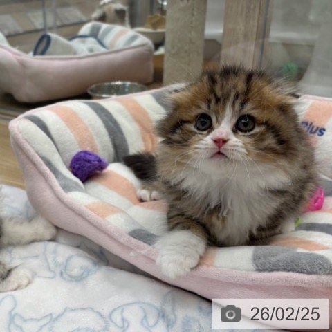 大阪府のスコティッシュフォールド (ペットプラス イオン大日店/2025年12月24日生まれ/男の子/ブラウンタビーホワイト)の子猫の3枚目の画像