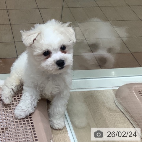 大阪府のビションフリーゼ (ペットプラス 鶴見店/2025年12月23日生まれ/男の子/ホワイト)の子犬の4枚目の画像