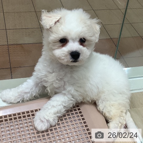 大阪府のビションフリーゼ (ペットプラス 鶴見店/2025年12月23日生まれ/男の子/ホワイト)の子犬の3枚目の画像