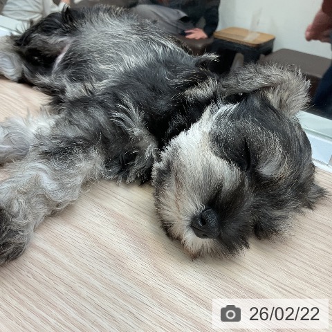 ミニチュア・シュナウザーの写真