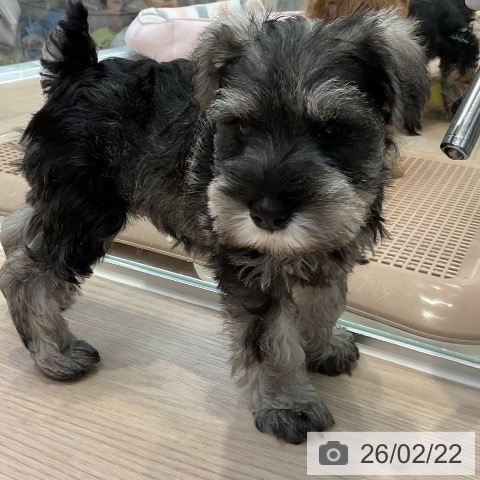 ミニチュア・シュナウザーの写真