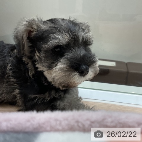 ミニチュア・シュナウザーの写真