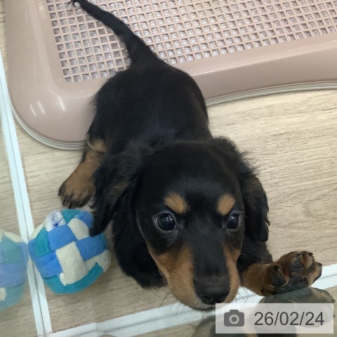 ミニチュア・ダックスフンドの写真