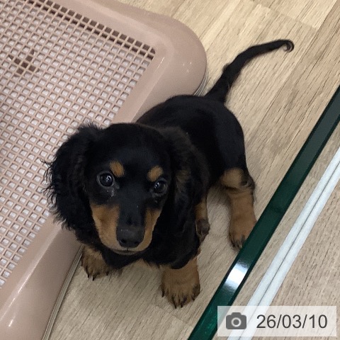 ミニチュア・ダックスフンドの写真