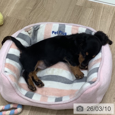 ミニチュア・ダックスフンドの写真