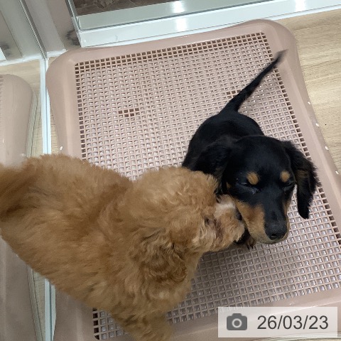 ミニチュア・ダックスフンドの写真