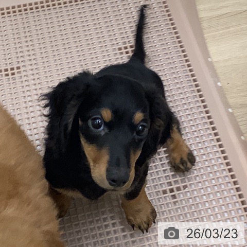 ミニチュア・ダックスフンドの写真