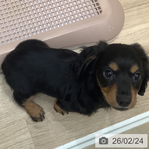 大阪府のミニチュアダックスフンド(ロング) (ペットプラス 鶴見店/2025年12月24日生まれ/男の子/ブラックタン)の子犬の4枚目の画像