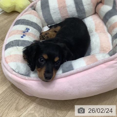 大阪府のミニチュアダックスフンド(ロング) (ペットプラス 鶴見店/2025年12月24日生まれ/男の子/ブラックタン)の子犬の3枚目の画像