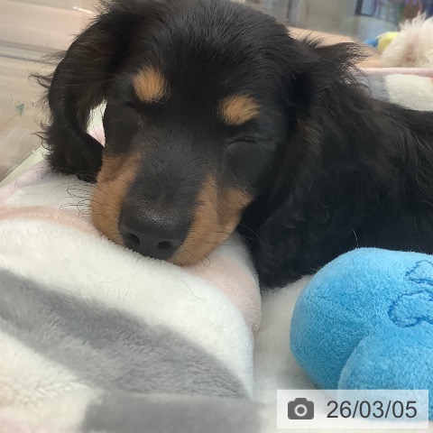 大阪府のミニチュアダックスフンド(ロング) (ペットプラス 鶴見店/2025年12月24日生まれ/男の子/ブラックタン)の子犬の4枚目の画像