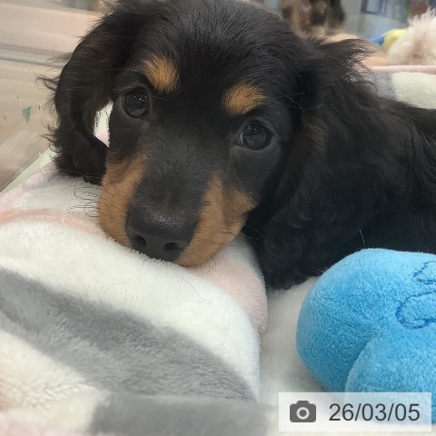 大阪府のミニチュアダックスフンド(ロング) (ペットプラス 鶴見店/2025年12月24日生まれ/男の子/ブラックタン)の子犬の3枚目の画像