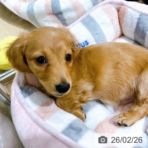 大阪府のミニチュアダックスフンド(ロング) (ペットプラス イオン大日店/2025年12月24日生まれ/男の子/ゴールド)の子犬の3枚目の画像