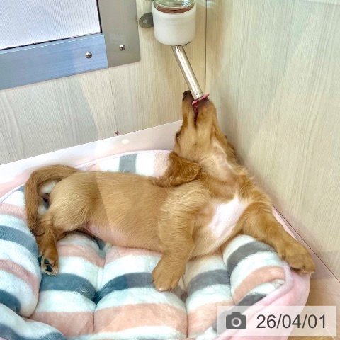 兵庫県のミニチュアダックスフンド(ロング) (ペットプラス 姫路大津店/2025年12月24日生まれ/男の子/ゴールド)の子犬の4枚目の画像