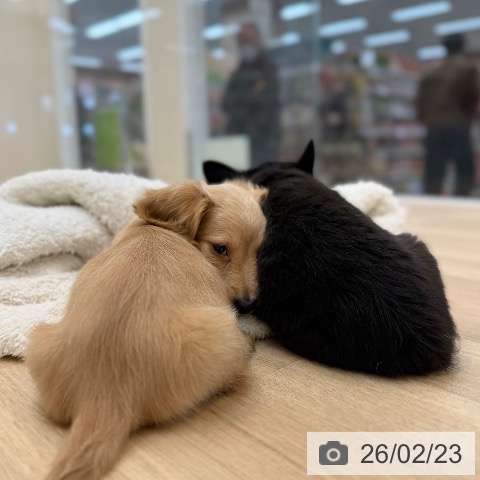 ミニチュア・ダックスフンドの写真