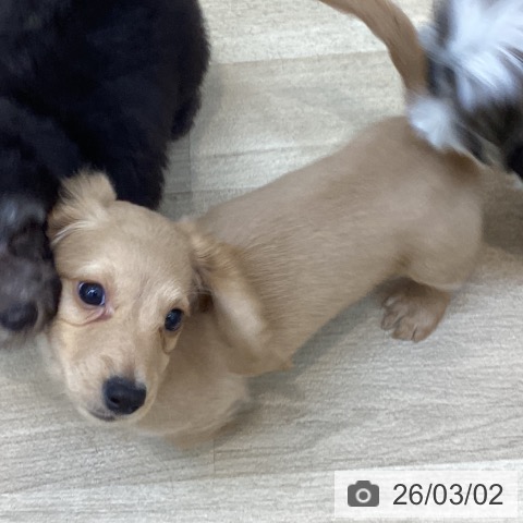 京都府のミニチュアダックスフンド(ロング) (ペットプラス 久御山店/2025年12月24日生まれ/男の子/ゴールド)の子犬の4枚目の画像