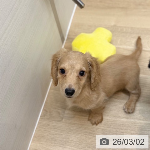 京都府のミニチュアダックスフンド(ロング) (ペットプラス 久御山店/2025年12月24日生まれ/男の子/ゴールド)の子犬の3枚目の画像