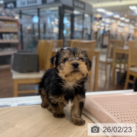 ヨークシャー・テリアの写真