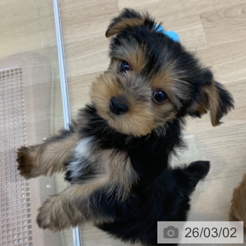 京都府のヨークシャーテリア (ペットプラス 久御山店/2025年12月24日生まれ/男の子/スチールブルータン)の子犬の3枚目の画像