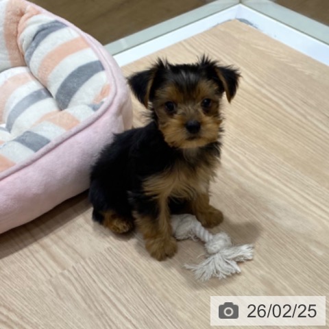 大阪府のヨークシャーテリア (ペットプラス 堺鉄砲町店/2025年12月24日生まれ/男の子/スチールブルータン)の子犬の3枚目の画像