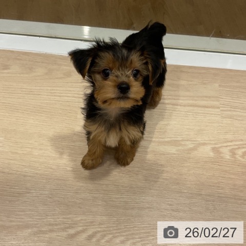 大阪府のヨークシャーテリア (ペットプラス 堺鉄砲町店/2025年12月24日生まれ/男の子/スチールブルータン)の子犬の3枚目の画像