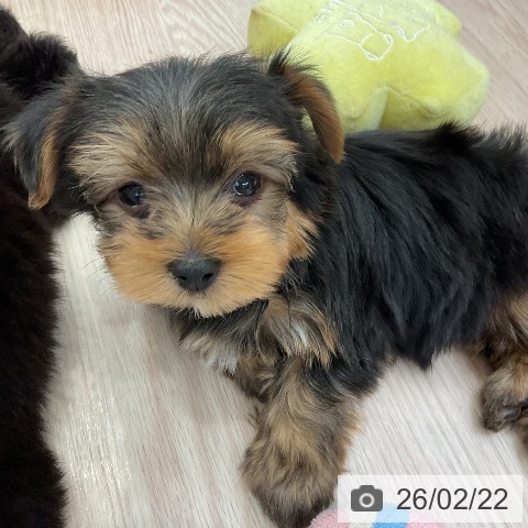 ヨークシャー・テリアの写真