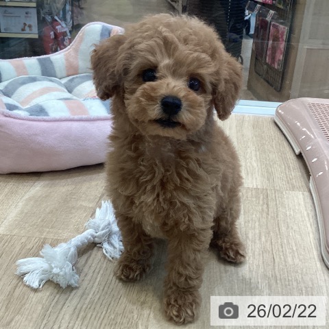 トイ・プードルの写真