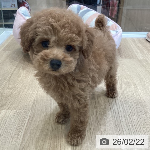 トイ・プードルの写真