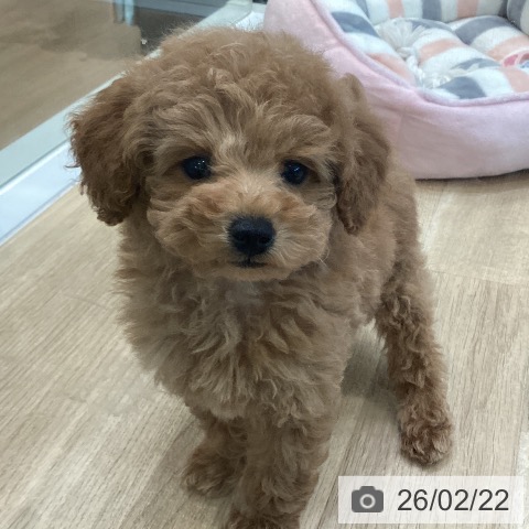 トイ・プードルの写真