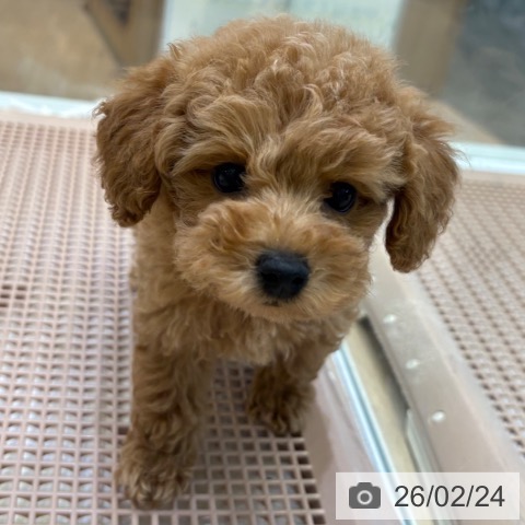 大阪府のトイプードル(トイ) (ペットプラス 堺北花田店/2025年12月24日生まれ/男の子/オレンジフォーン)の子犬の3枚目の画像