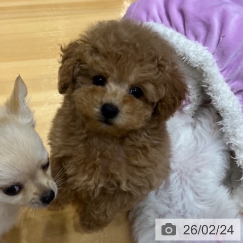 奈良県のトイプードル(トイ) (ペットプラス 大和郡山店/2025年12月24日生まれ/男の子/オレンジフォーン)の子犬の4枚目の画像