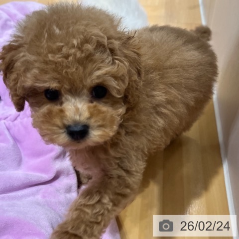 奈良県のトイプードル(トイ) (ペットプラス 大和郡山店/2025年12月24日生まれ/男の子/オレンジフォーン)の子犬の3枚目の画像
