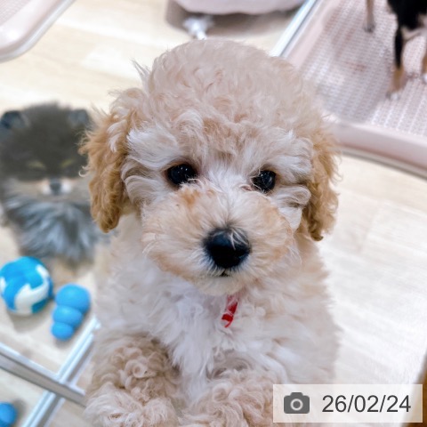 京都府のトイプードル(トイ) (ペットプラス 久御山店/2025年12月24日生まれ/女の子/ペールフォーン)の子犬の4枚目の画像