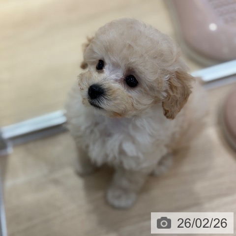 大阪府のトイプードル(トイ) (ペットプラス イオン大日店/2025年12月24日生まれ/男の子/ペールフォーン)の子犬の4枚目の画像