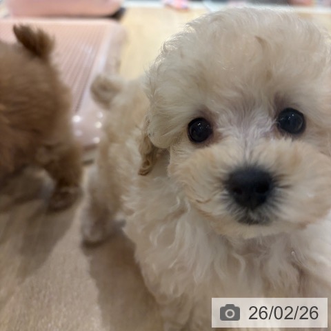 大阪府のトイプードル(トイ) (ペットプラス イオン大日店/2025年12月24日生まれ/男の子/ペールフォーン)の子犬の3枚目の画像