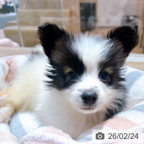 パピヨンの写真