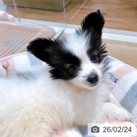 パピヨンの写真