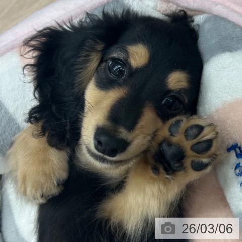 京都府のカニンヘンダックスフンド(ロング) (ペットプラス 京都桂川店/2025年12月15日生まれ/男の子/ブラックイエロー)の子犬の4枚目の画像