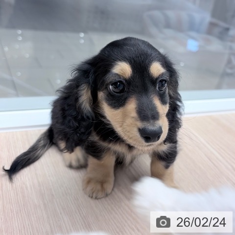 京都府のカニンヘンダックスフンド(ロング) (ペットプラス 京都桂川店/2025年12月15日生まれ/男の子/ブラックイエロー)の子犬の3枚目の画像