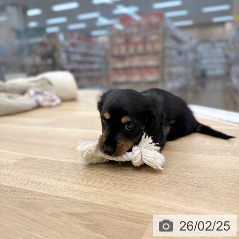 ミニチュア・ダックスフンドの写真