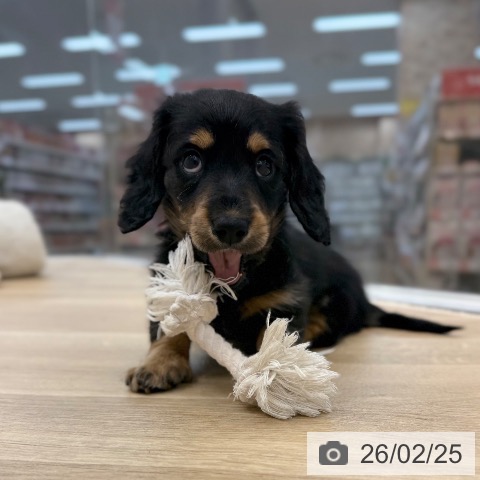 ミニチュア・ダックスフンドの写真