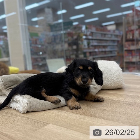 ミニチュア・ダックスフンドの写真